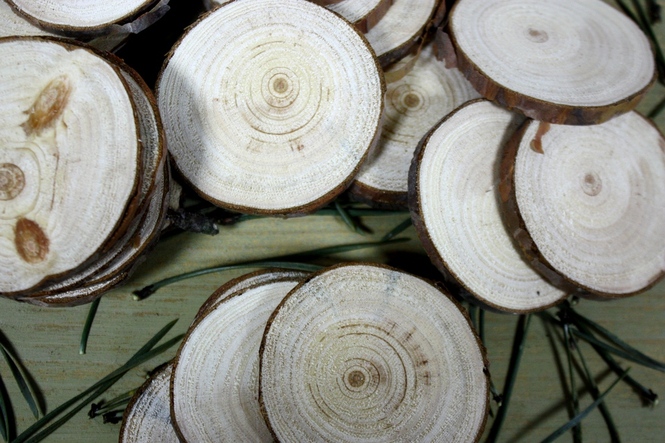 Спилы деревянные - осина